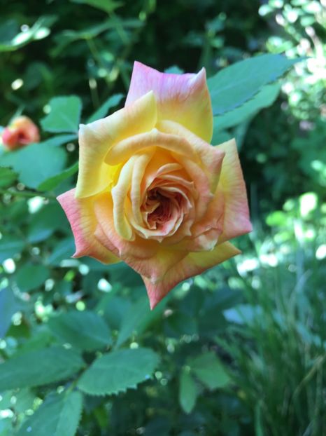 C4DDE63B-AA07-447F-8924-76494114F851 - Trandafiri 2018 ll