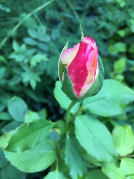 2E03F14E-4EF1-4CD4-BB29-799BBC016312 - Trandafiri 2018 ll