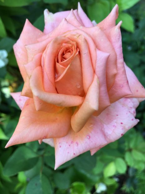 1F0E45E1-1809-4729-9B65-E8A382A48E87 - Trandafiri 2018 ll