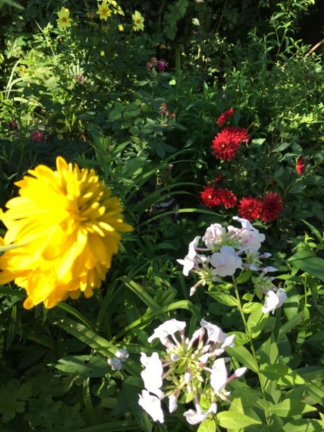 5358143D-2A4C-41AC-A921-49C343AB0EA4 - Trandafiri 2018 ll