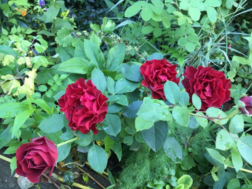 FC165B38-EF29-4207-BE8D-5D9DE984C2E4 - Trandafiri 2018 ll