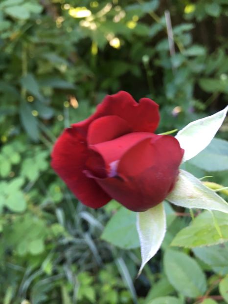 02A1B5B9-115B-44BE-A432-3FD49D3FD172 - Trandafiri 2018 ll