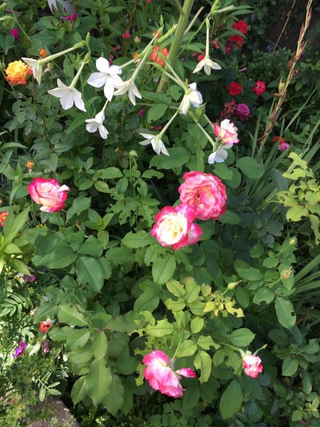 0639B29A-C912-4396-A5E0-288B1531E5A0 - Trandafiri 2018 ll