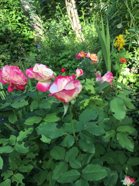 CDC6D8D3-93BD-4CEA-9DB0-D4067556B0B1 - Trandafiri 2018 ll