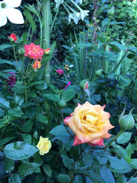 023384D4-B183-47D0-9811-E051B02DD61D - Trandafiri 2018 ll