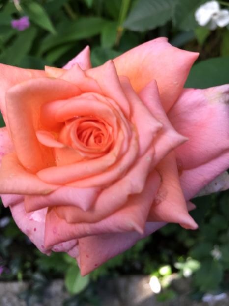 F1017951-8ECF-48FC-9CCC-AD71237488E5 - Trandafiri 2018 ll