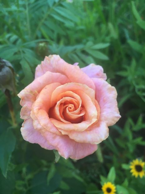 C7121735-FCEB-40C6-ACBF-9FE49F48ACD0 - Trandafiri la balta