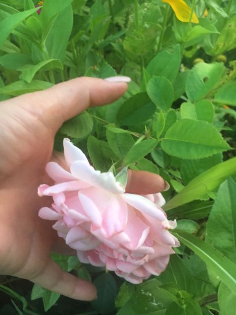 28AB9CDA-6B09-4ADF-BBF4-47215582AFF5 - Trandafiri la balta