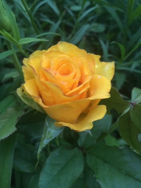 BB4C029E-91FD-4D4E-B2A9-09CBFC0B88E1 - Trandafiri la balta