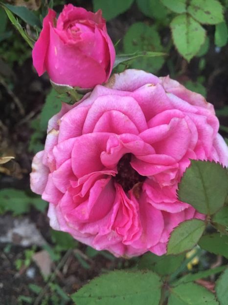 2C9A827F-D7D7-46FD-8645-08671713E775 - Trandafiri la balta