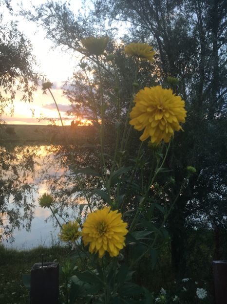 B14816F7-B1FA-4764-A6B0-413AE1569F8F - Flori la balta 2018