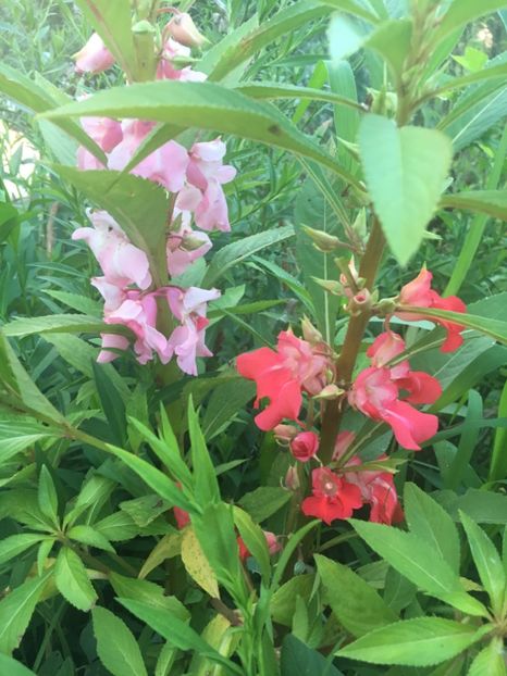 96832833-4F5B-4F23-9FFD-D891E65D6E21 - Flori la balta 2018