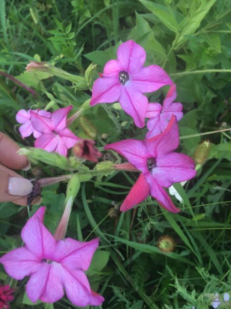 4EC36747-4D87-418C-AB83-5ACBA8A067C1 - Flori la balta 2018