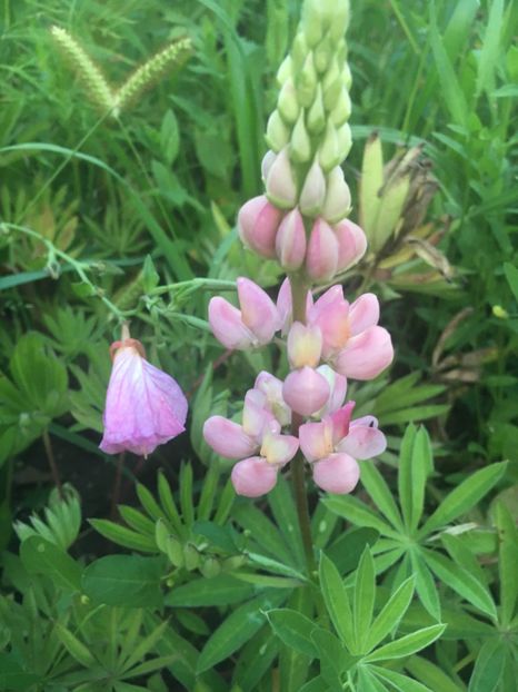 723E0D50-6BD0-494D-A555-65FB3EB3CDA9 - Flori la balta 2018