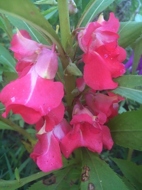 2ECA51ED-9FC9-4692-A113-C2DF2407F1AF - Flori la balta 2018