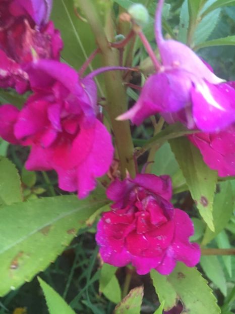 CE17D5B0-4C67-472F-B463-8630E5D64862 - Flori la balta 2018