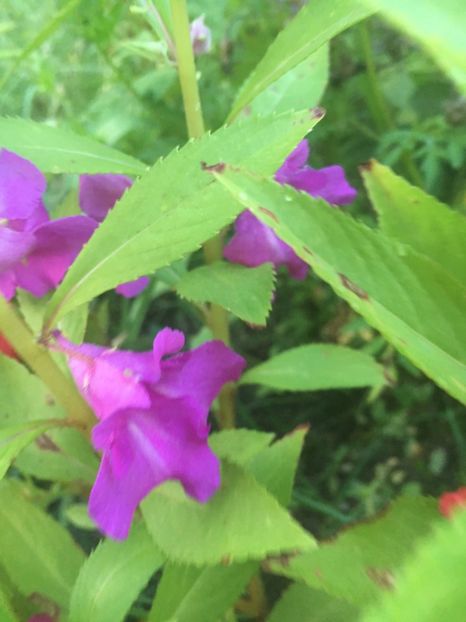 A4040F23-4064-459B-BBD8-250B77A19C71 - Flori la balta 2018