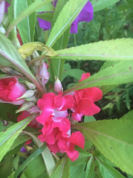 C63C1F8B-B5A5-48D4-902A-516685FCA553 - Flori la balta 2018