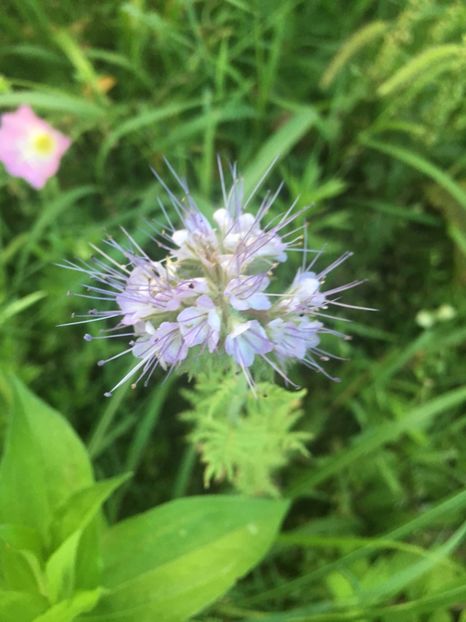 320FAFA0-EAFC-43D6-9544-386E6262741C - Flori la balta 2018