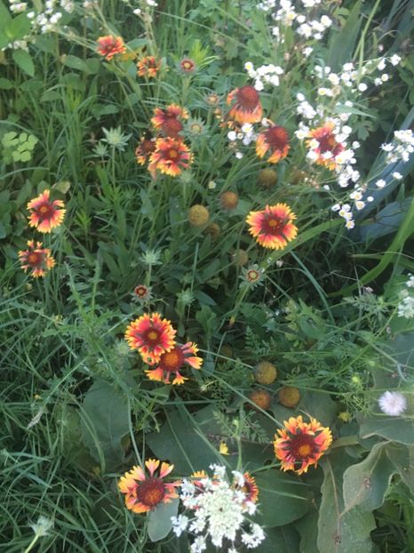 C0371E20-00C1-4536-AB70-A7887FAB58DC - Flori la balta 2018