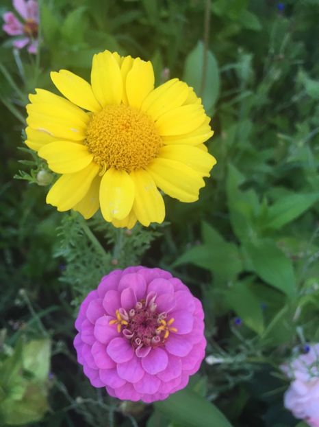 A0E61D3B-83F6-48F4-9863-26AC7B387A2C - Flori la balta 2018