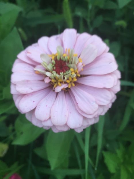 B262247C-AC61-482B-8E8D-46D546D279E8 - Carciumarese 2018