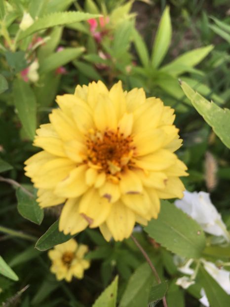 384FC764-1F30-4C39-ABE8-4EADE57D36BA - Carciumarese 2018