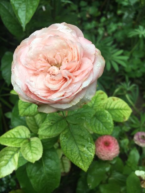 9B29B506-67AF-4E68-AA26-380AAC22D58C - Trandafiri 2018 ll