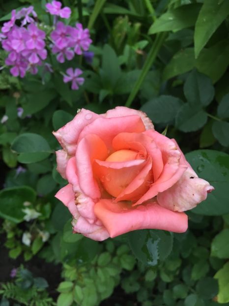 A30C91A5-E45A-49D9-B281-BE610A255B21 - Trandafiri 2018 ll