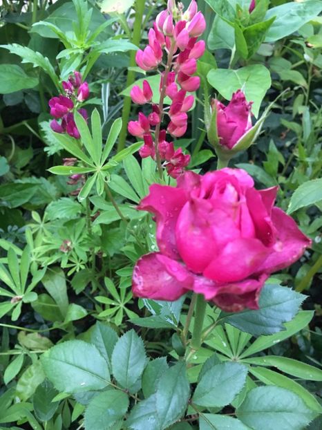 B4A37B4D-1BAD-4E7C-94D6-C41BDAC2119F - Trandafiri 2018 ll