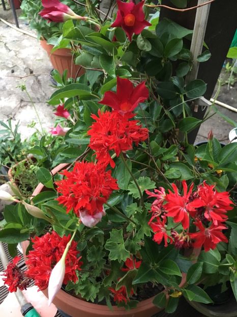 6946F59E-FC3E-4C06-B200-CD32894F4F90 - Trandafiri 2018 ll