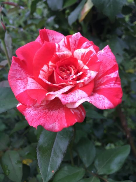 8203FD99-2066-42BA-BA5D-A1B008893274 - Trandafiri 2018 ll