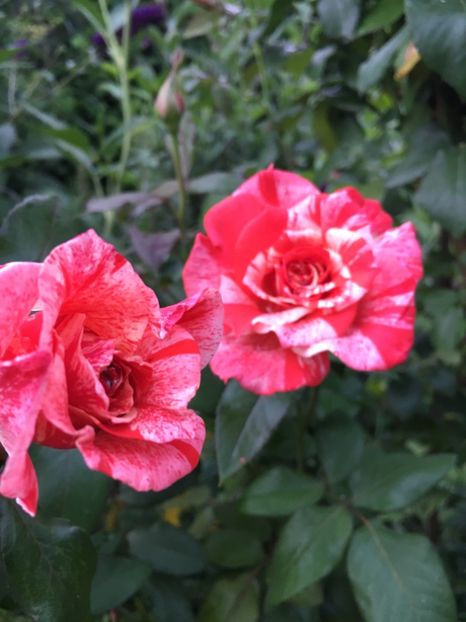 C6221E3E-A641-4AC8-908B-0C7B9C884B90 - Trandafiri 2018 ll