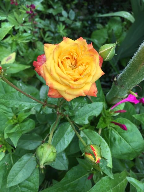 D4EABC31-CDC3-4D5A-A322-3979F2160A0F - Trandafiri 2018 ll