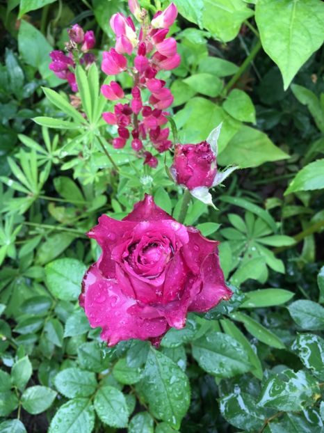 9034441F-BFB6-473B-A743-E08C1F976185 - Trandafiri 2018 ll