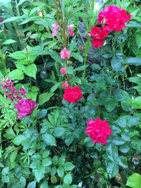 AF1A5585-C01B-4727-9F52-B3F6B4FC8E43 - Trandafiri 2018 ll