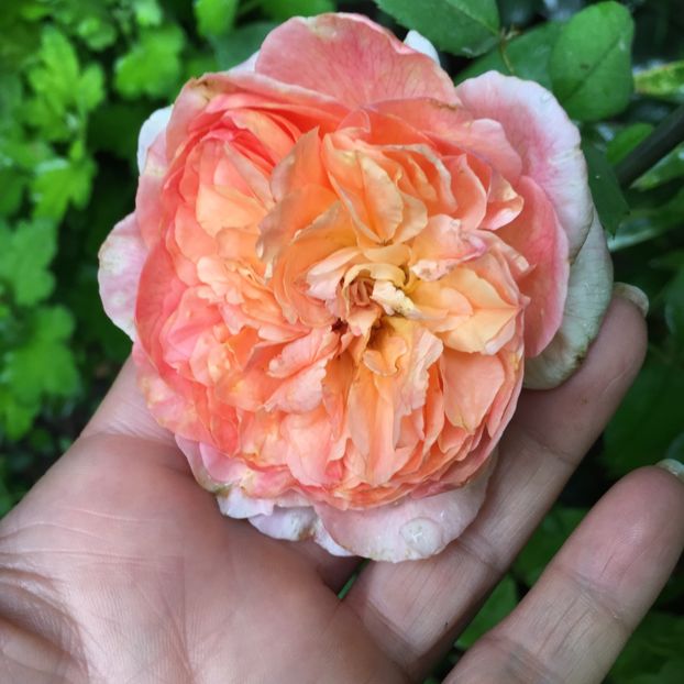 F87936F9-D041-4D01-B817-1E3548AB2D54 - Trandafiri 2018 ll