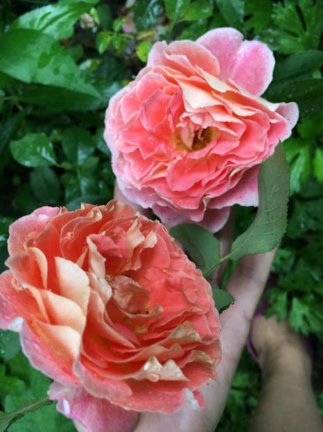 984D9E28-D2C9-4D85-B32A-66196C082637 - Trandafiri 2018 ll