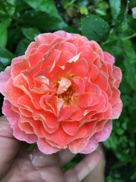 1946027F-ED27-4888-A6AE-2956768EFE7A - Trandafiri 2018 ll