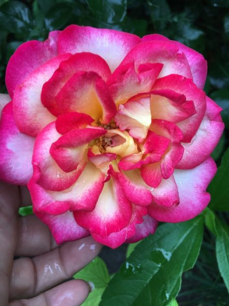 AB0727F2-DE0A-4873-B0A4-E904AEBC3C7B - Trandafiri 2018 ll