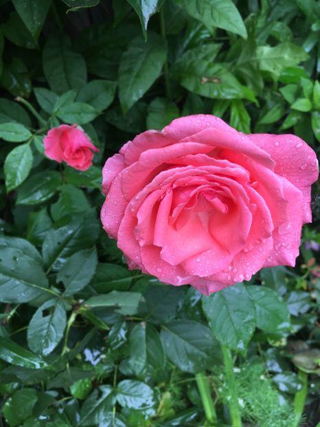 1205A7C8-84F2-476F-B783-3350C125488C - Trandafiri 2018 ll