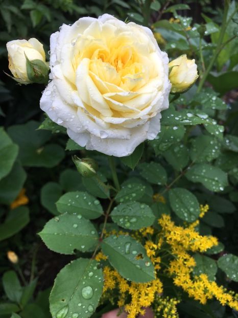 94801CA8-E82E-4FB7-8D38-8CC6B05C42CE - Trandafiri 2018 ll