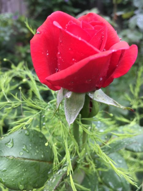 A5C2DA02-9464-487F-8A2E-FB77F05E1C44 - Trandafiri 2018 ll