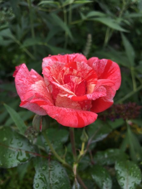 D5F7E4E1-E7F2-49FB-9C30-B084B27113DB - Trandafiri 2018 ll