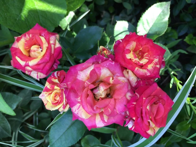 6ED6C2F4-5104-454B-8CAB-F00688CA40D0 - Trandafiri mini