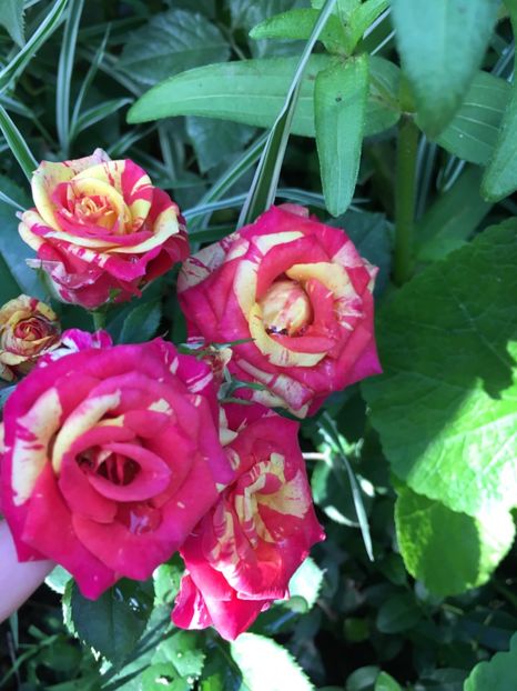 0AB5D211-13E0-4BE2-B2F8-3FA52433BBAB - Trandafiri mini