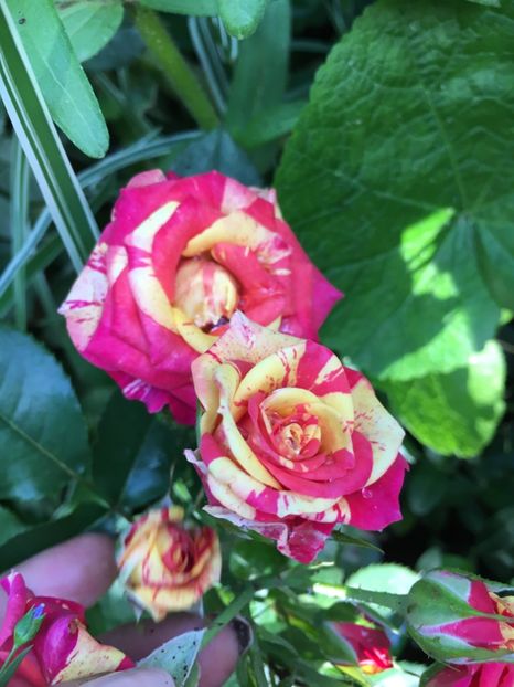 488E7485-908F-45AE-B1D6-F5E1EEF7A1B8 - Trandafiri mini