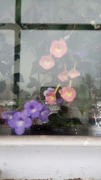  - 2016 achimenes