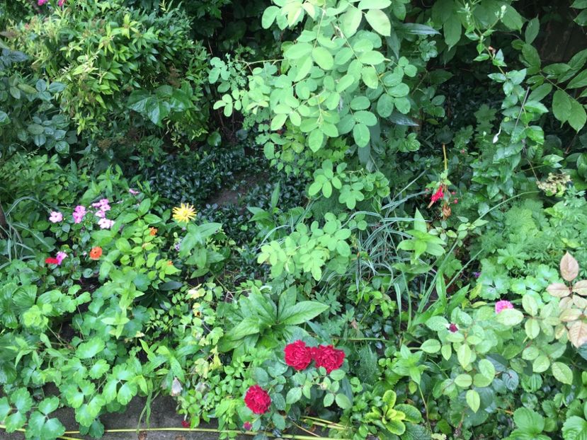 F6A1C5B5-1BB1-4A06-A5B3-D8802A4035DA - Fucsii 2018