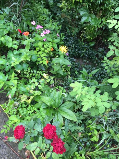 1FC21859-42E3-4E75-9AA3-1DDCEDD4CB4E - Fucsii 2018